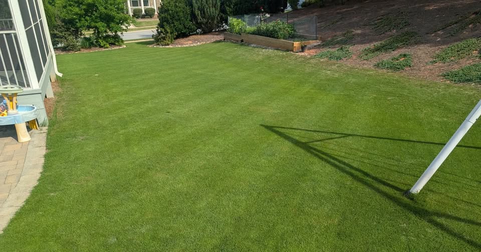 Core aeration plugs pulled from a tall fescue lawn in Fuquay-Varina, NC.