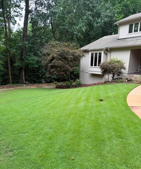 Core aeration plugs pulled from a tall fescue lawn in Holly Springs, NC.