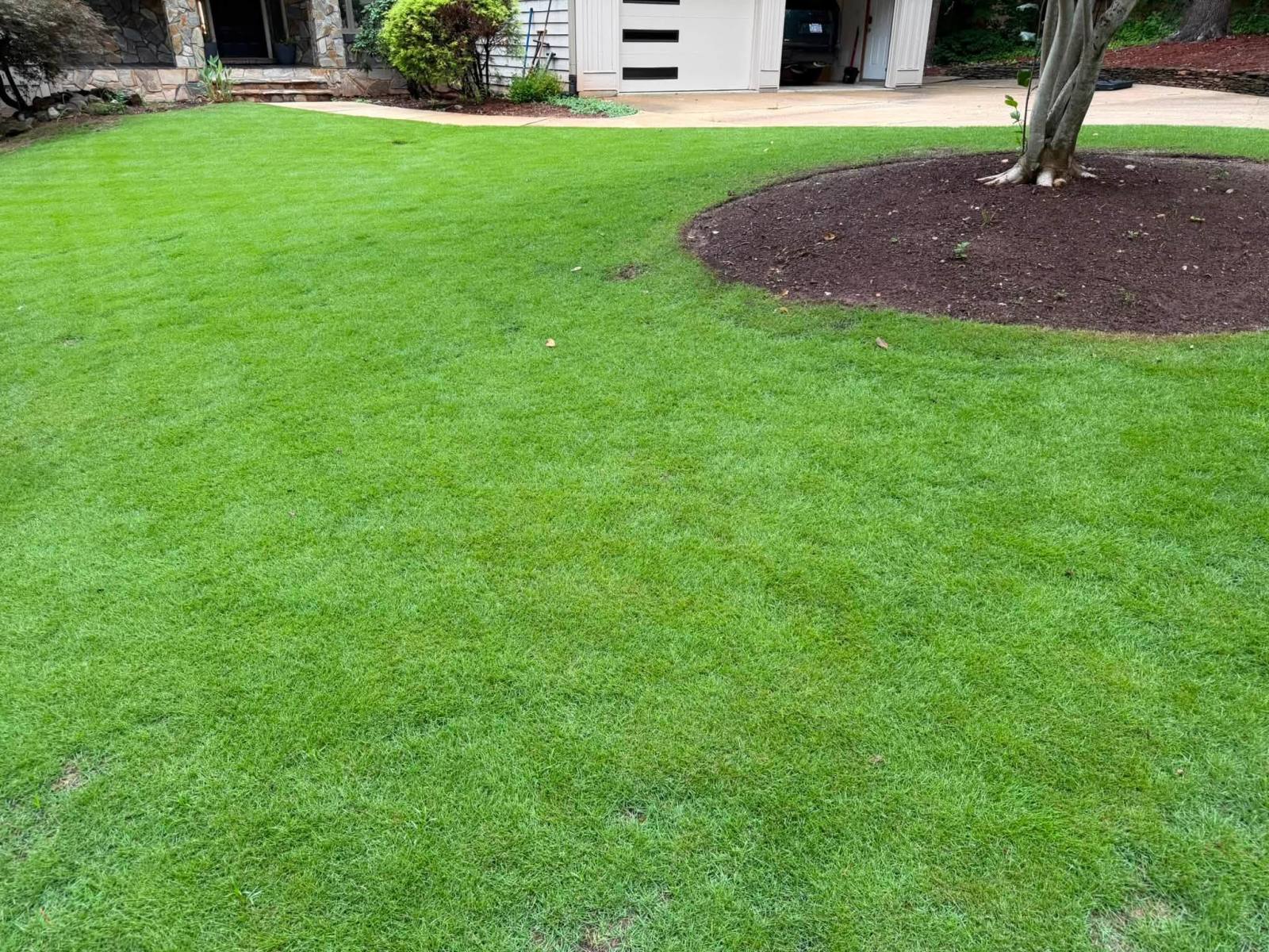 Core aeration plugs pulled from a tall fescue lawn in Willow Spring, NC.
